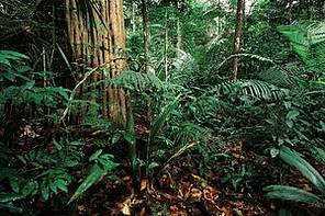 Interior da floresta Amazônica